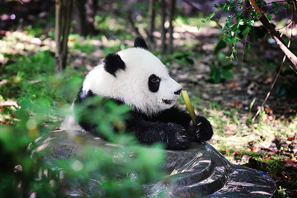 成都旅游